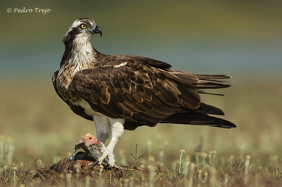 Aguila pescadora (Pandion haliaetus)